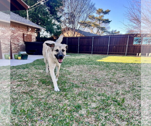 Medium Photo #3 German Shepherd Dog-Unknown Mix Puppy For Sale in Dallas, TX, USA