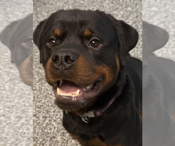 Medium Photo #10 Rottweiler Puppy For Sale in Mooresville, NC, USA