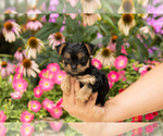 Small #1 Yorkshire Terrier