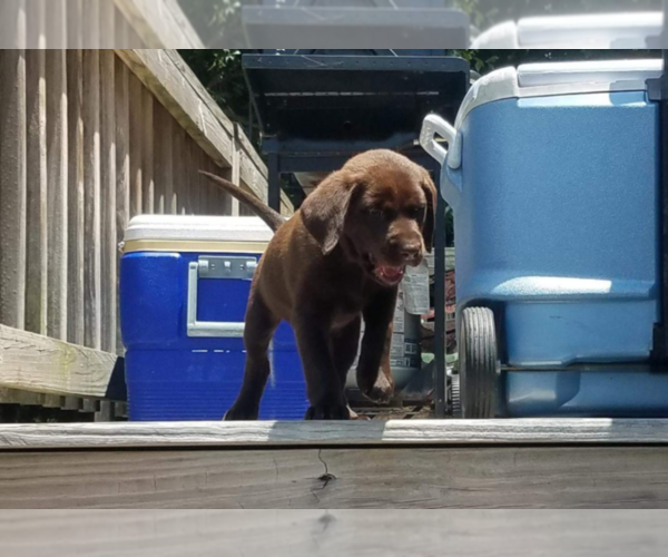 Medium Photo #3 Labrador Retriever Puppy For Sale in N TOPSAIL BCH, NC, USA