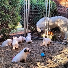 Father of the Great Pyrenees puppies born on 09/25/2016