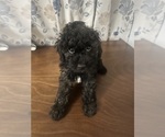 Small #19 Cockapoo