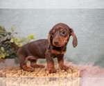 Small Photo #13 Dachshund Puppy For Sale in ROME CITY, IN, USA
