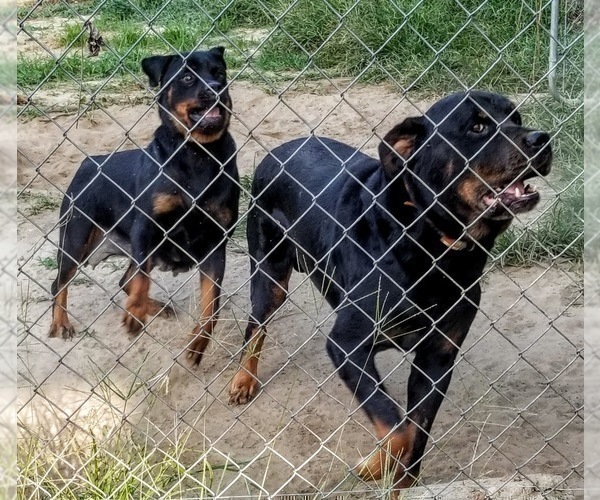 Medium Photo #40 Rottweiler Puppy For Sale in RIEGELWOOD, NC, USA