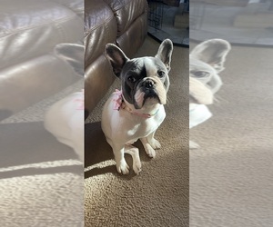 Mother of the French Bulldog puppies born on 11/30/2022