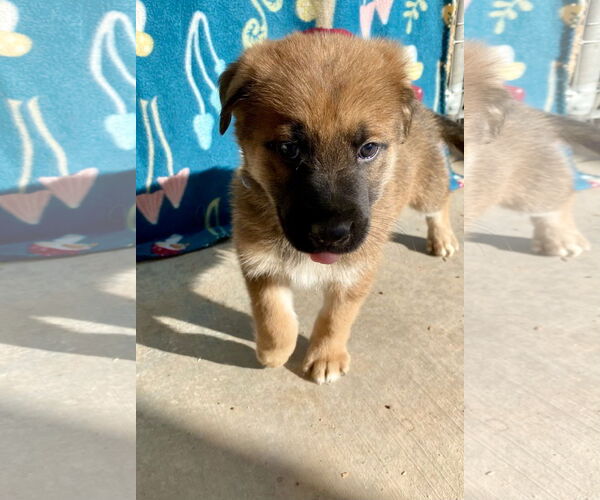 Medium Photo #2 German Shepherd Dog-Unknown Mix Puppy For Sale in Cottonwood, AZ, USA