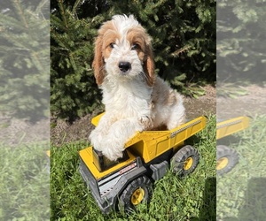 Goldendoodle mix (+ Poodle Miniature) Puppy for Sale in MIDDLEBURY, Indiana USA