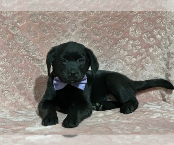 Medium Photo #2 Golden Retriever-Rottweiler Mix Puppy For Sale in LANCASTER, PA, USA