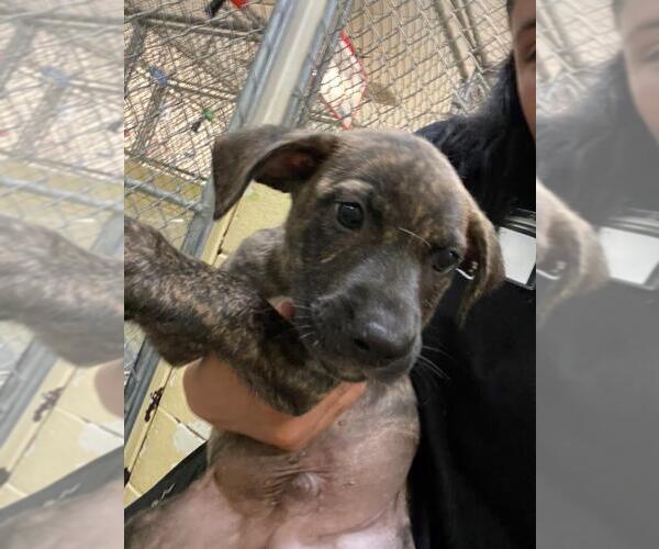 Medium Photo #1 Mutt Puppy For Sale in Tulsa, OK, USA