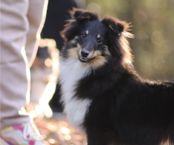 Medium Photo #1 Shetland Sheepdog Puppy For Sale in Lagrace-Dieu, Occitanie, France