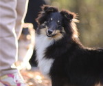 Small Photo #1 Shetland Sheepdog Puppy For Sale in Lagrace-Dieu, Occitanie, France