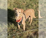 Small Photo #3 Dachshund-Unknown Mix Puppy For Sale in Arlington, VA, USA