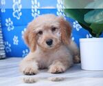 Small Photo #1 Goldendoodle Puppy For Sale in MARIETTA, GA, USA