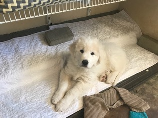 Great Pyrenees Puppy for sale in FALLBROOK, CA, USA