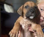 Small #9 Rhodesian Ridgeback