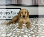 Image preview for Ad Listing. Nickname: Romeo