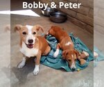 Small #16 Chihuahua-Spaniel Mix