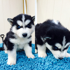 Medium Siberian Husky Mix