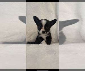 Chi-Corgi Puppy for Sale in SHERMAN, Texas USA