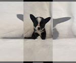 Image preview for Ad Listing. Nickname: Litter of 3