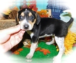 Small Photo #4 Border-Aussie-Jack-Rat Terrier Mix Puppy For Sale in HAMMOND, IN, USA