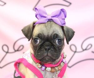 Pug Puppy for sale in LAS VEGAS, NV, USA