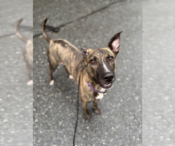Medium Photo #23 Labrador Retriever-Mountain Cur Mix Puppy For Sale in Brewster, NY, USA