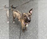 Small #22 Labrador Retriever-Mountain Cur Mix