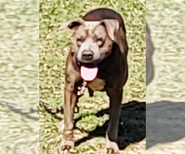 Medium Photo #1 America Bandogge Mastiff Puppy For Sale in WOODVILLE, TX, USA