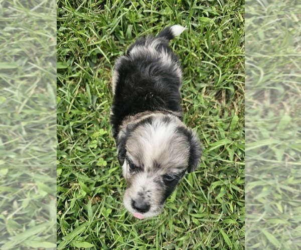 Medium Photo #16 Aussiedoodle Miniature  Puppy For Sale in LEXINGTON, NC, USA
