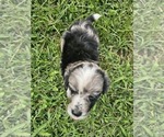 Small #15 Aussiedoodle Miniature 