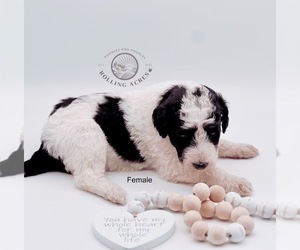 Goldendoodle Puppy for sale in MARYVILLE, MO, USA