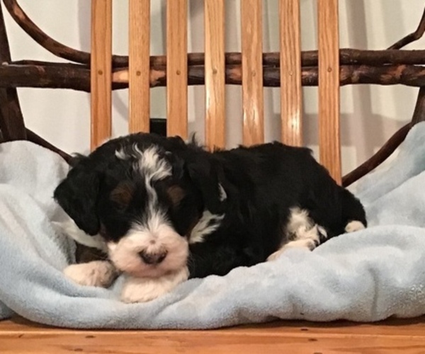 Medium Photo #4 Bernedoodle-Poodle (Standard) Mix Puppy For Sale in QUARRYVILLE, PA, USA