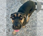 Small #1 German Shepherd Dog Mix