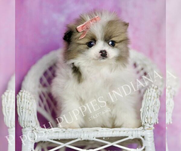 Medium Photo #56 Pomeranian Puppy For Sale in WARSAW, IN, USA