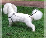 Small Photo #2 Bichon Frise Puppy For Sale in WINSTON SALEM, NC, USA