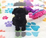 Cooper - Male Cavapoo (Miniature)-Poodle (Toy) Mix Puppy for Sale - Photo #4