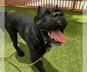Mutt Dogs for adoption in Las Vegas, NV, USA