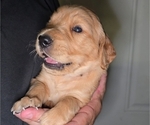Puppy Dark Pink Golden Irish-Golden Retriever Mix
