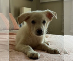 Puppy Puppy 2 German Shepherd Dog