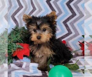 Yorkshire Terrier Puppy for sale in ARTHUR, IL, USA