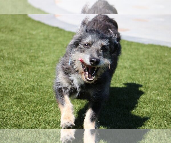 Medium Photo #6 German Shepherd Dog-Unknown Mix Puppy For Sale in San Diego, CA, USA