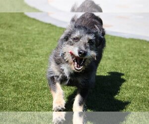 Knox - Male German Shepherd Dog-Unknown Mix Dog for Adoption - Photo #6