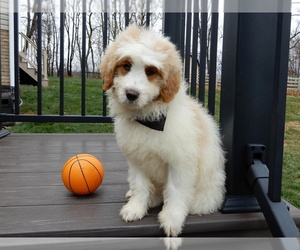 Goldendoodle (Miniature) Puppy for sale in MILLERSBURG, OH, USA