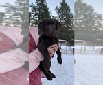 Small Photo #4 Labrador Retriever Puppy For Sale in CHEWELAH, WA, USA