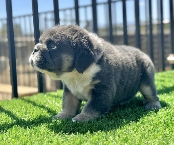 Medium Photo #5 English Bulldog Puppy For Sale in TALLAHASSEE, FL, USA