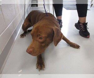 Labrador Retriever-Unknown Mix Dogs for adoption in Ocala, FL, USA