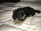 Small Photo #3 Peke-A-Poo-Pekingese Mix Puppy For Sale in SHADY COVE, OR, USA