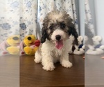 Litter of 4 - Male(s) and Female(s) Cockapoo (Miniature)Litter of Puppies for Sale - Photo #5