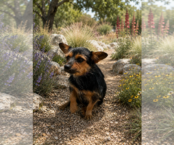 Medium Photo #3 Mutt Puppy For Sale in PIPE CREEK, TX, USA